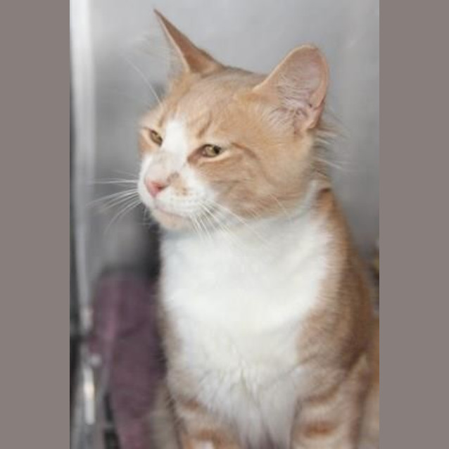 Photo of Petey