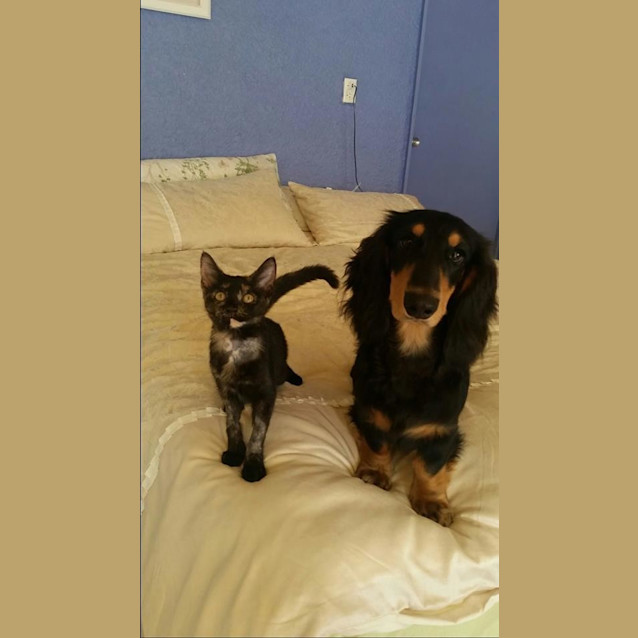 Photo of Xena * $50 Only! *