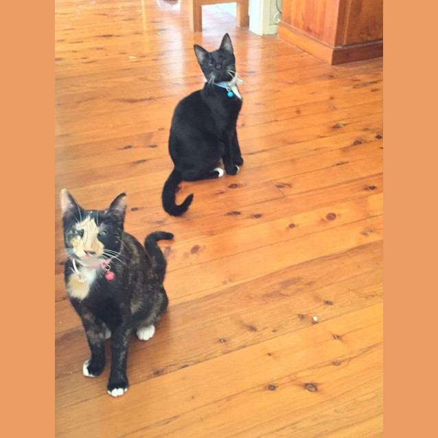 Photo of Onyx & Bella