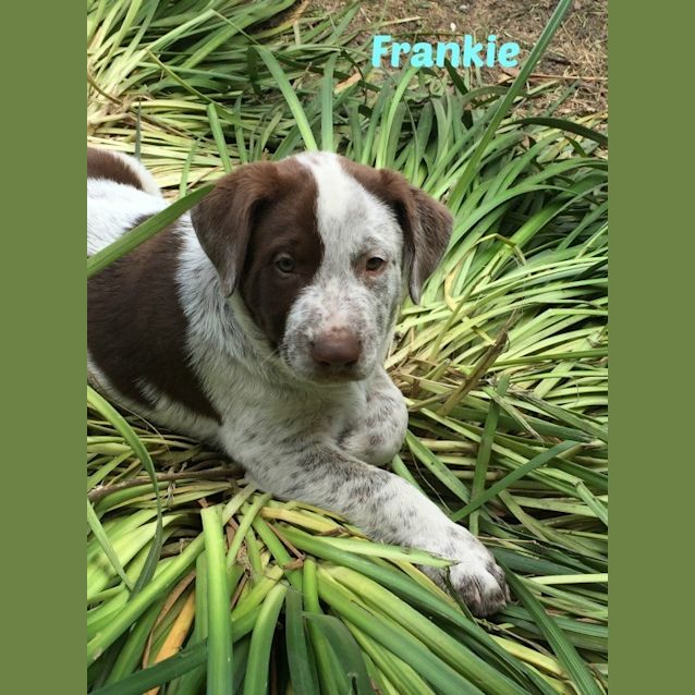 Photo of Puppies!!! Group Meet 14/03 1pm In Croydon!