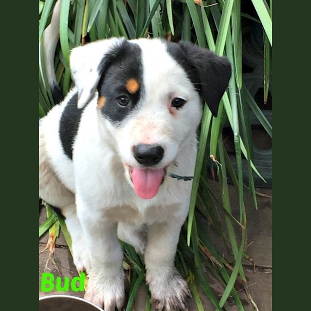 Photo of Puppies!!! Group Meet 14/03 1pm In Croydon!