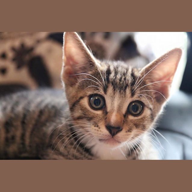 Photo of Fergus *$50 Only!*