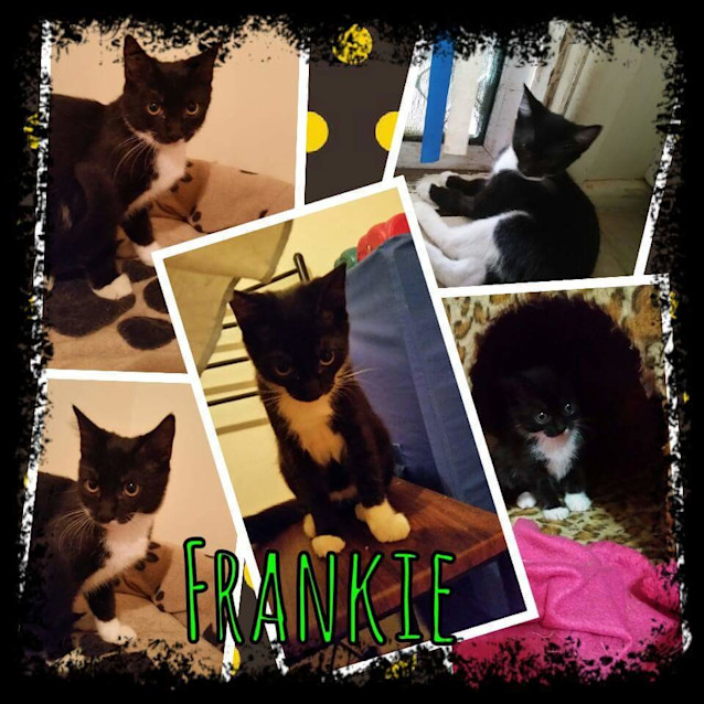 Photo of ** Frankie
