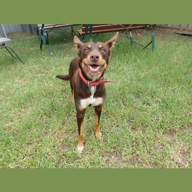 Photo of Daisy Id30513