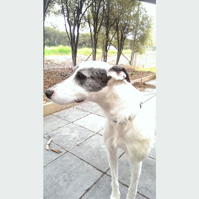 Photo of Havic Id: 30622