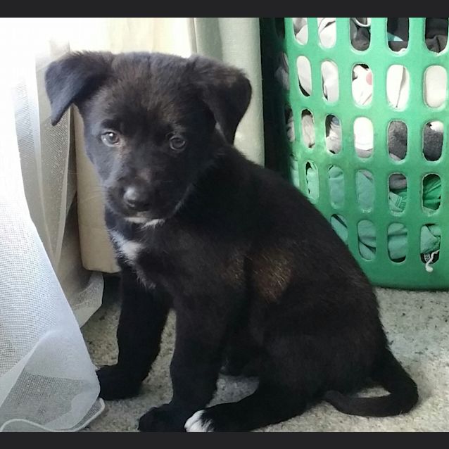 Photo of Milo