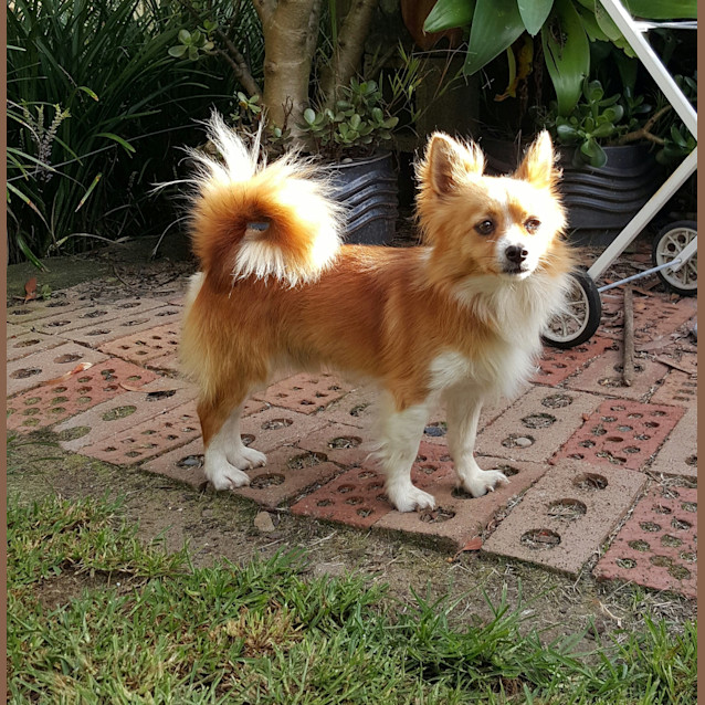 Photo of Basil