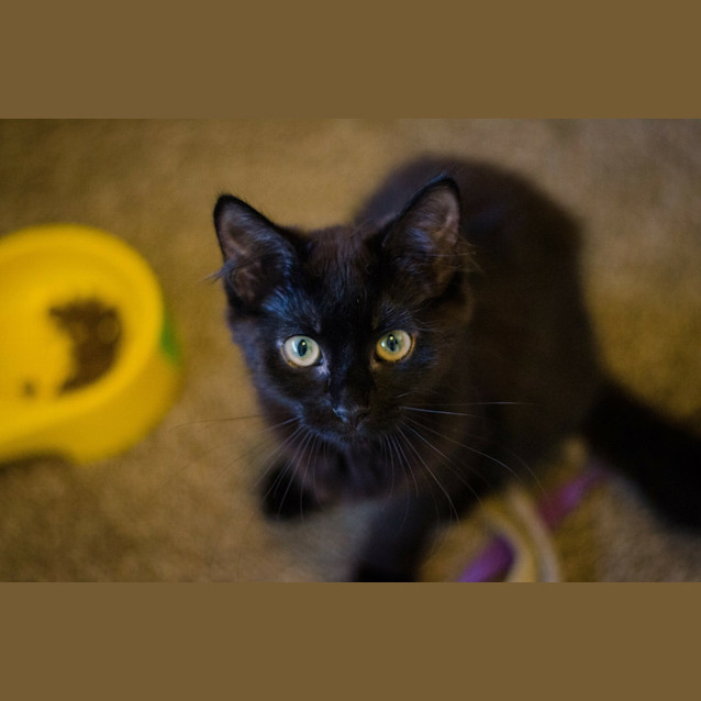 Photo of Rey (Cat/Dog/Child Friendly)