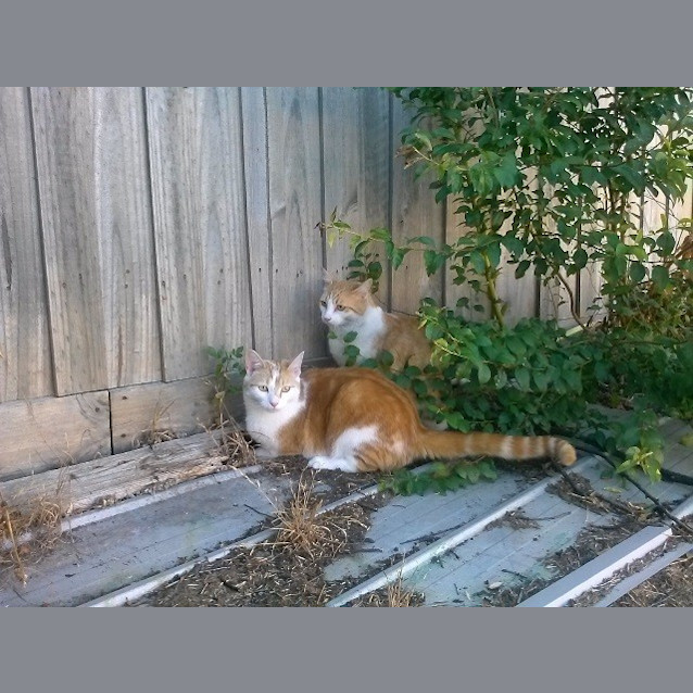 Photo of Lennon & Lennox