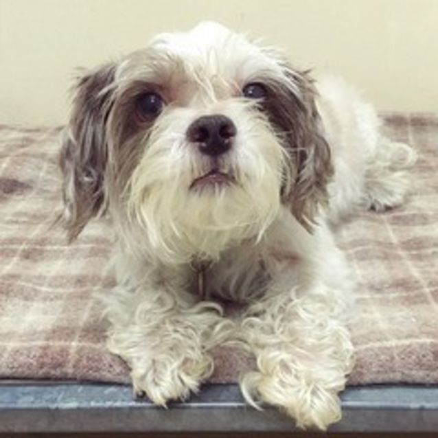 Photo of Cookie
