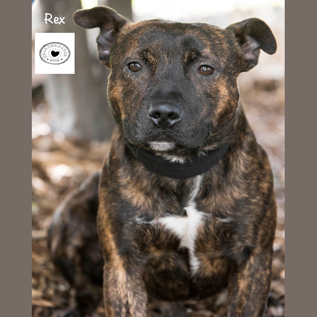 Photo of Rex Id30151