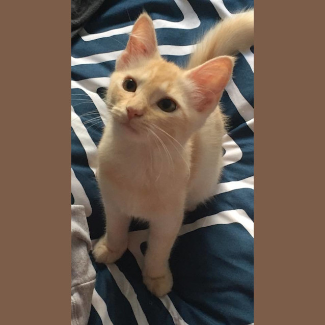 Photo of Angel * $100 For The This Month * Adoption Pending