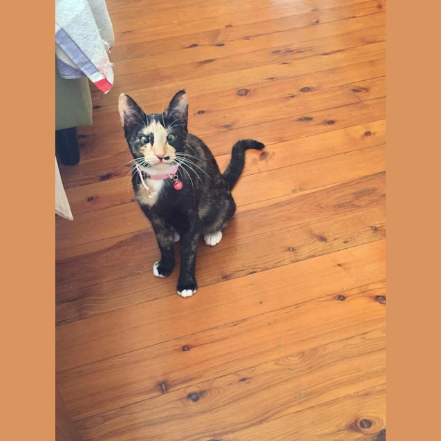 Photo of Onyx & Bella