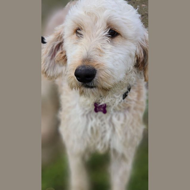 Photo of Ronald Weasley