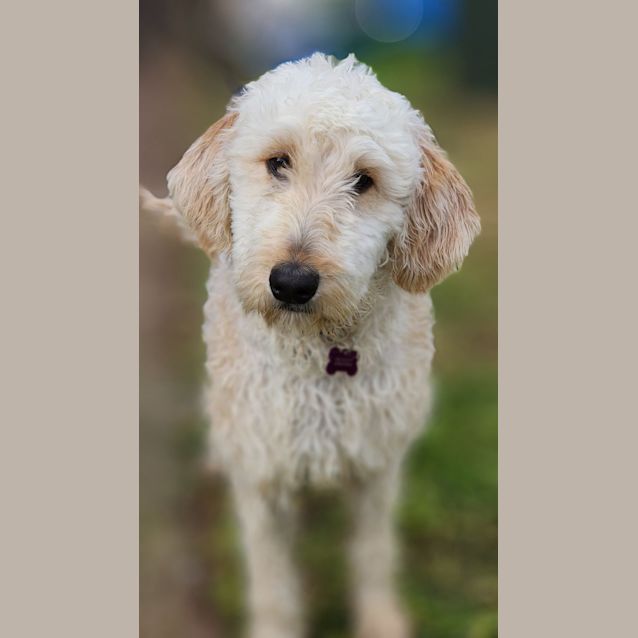 Photo of Ronald Weasley