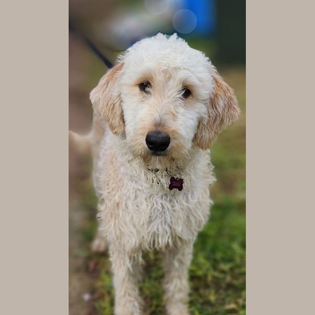 Photo of Ronald Weasley