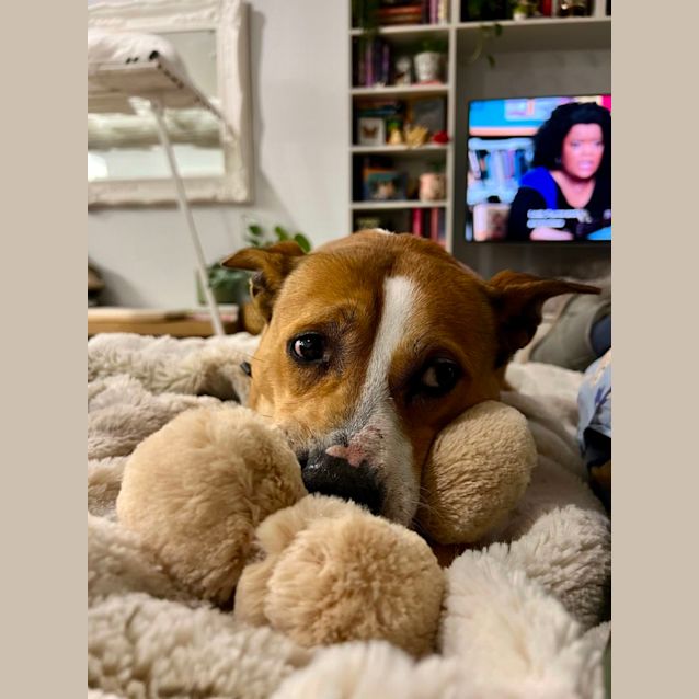 Photo of Turbo   9 Year Old Cattle Dog X (Trial)