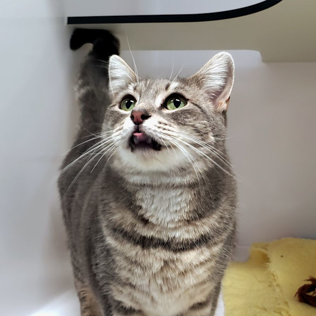 Photo of Iris Sta010372