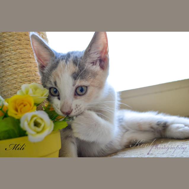 Photo of Milli 