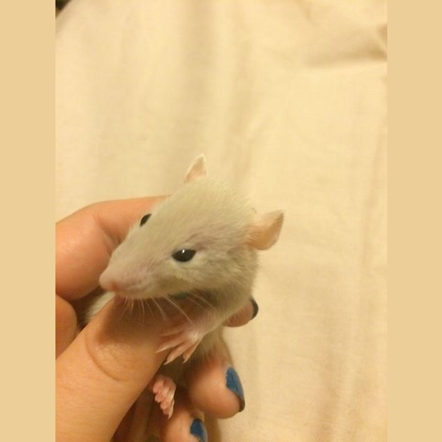 Photo of Wolfgang