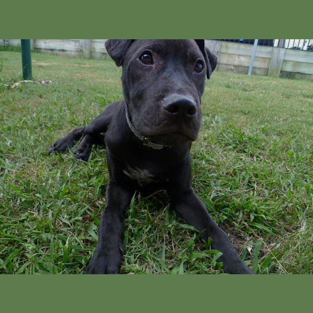 Photo of Rocco *I'm Just $200!*