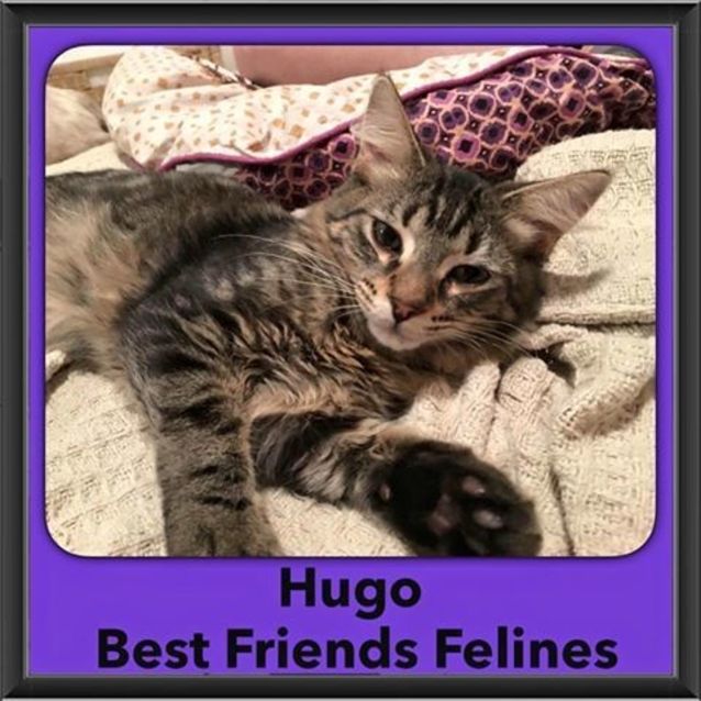 Photo of Hugo 