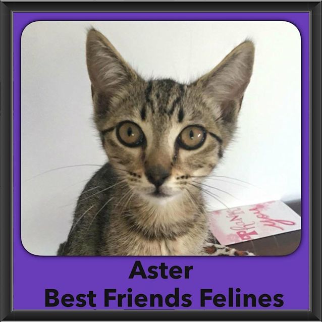 Photo of Aster 