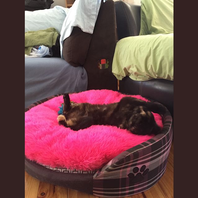 Photo of Trixie