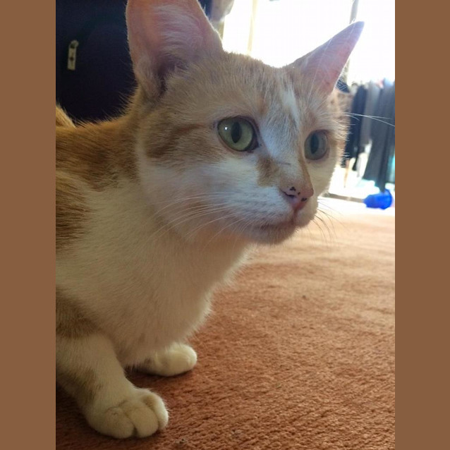 Photo of Candy ($25 Adoption Fee)