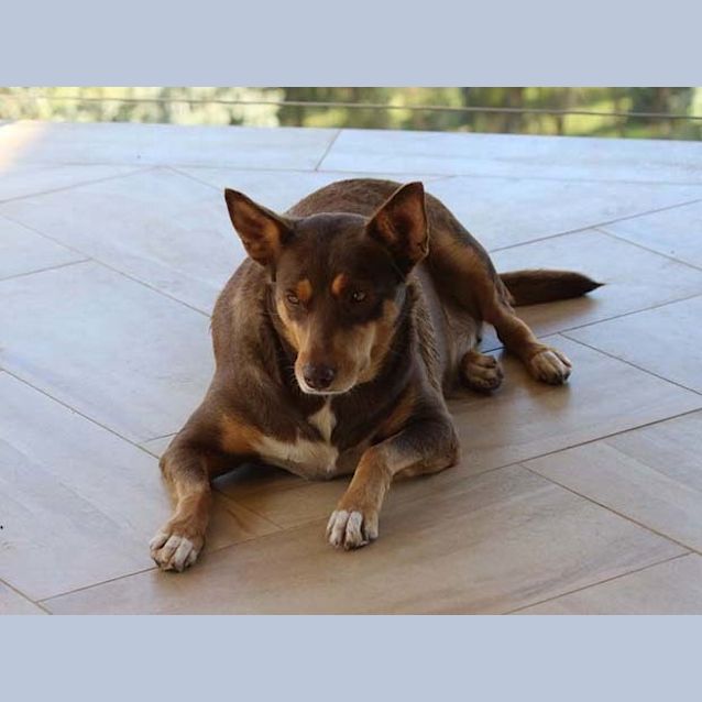 Photo of Dipsy (Dee)