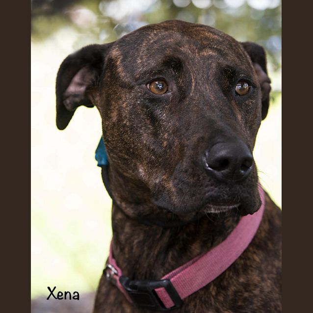 Photo of Xena Id30158