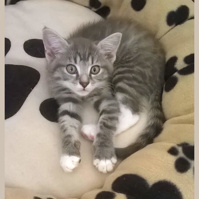 Photo of Jasper *$50 Only*