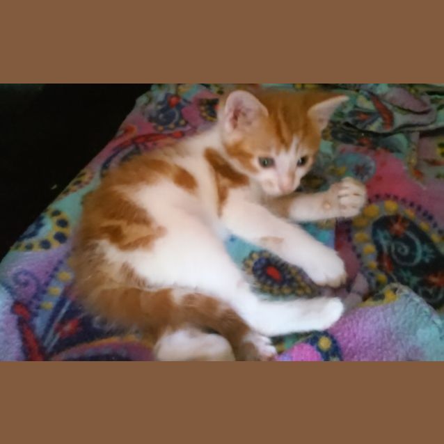 Photo of Forrest And Gump