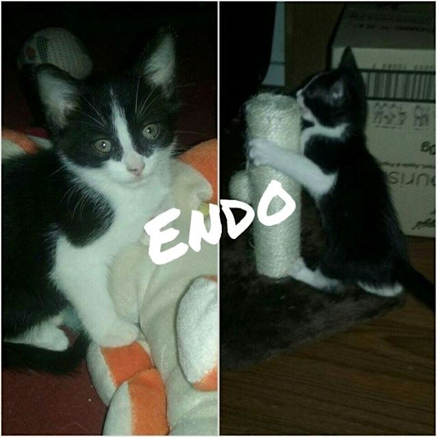 Photo of Endo