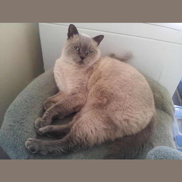 Photo of Saffy