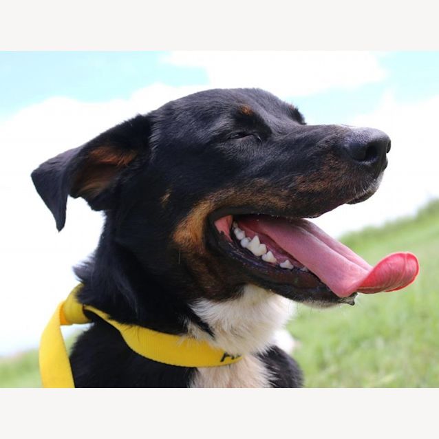 Photo of Perry (Adoption Pending)