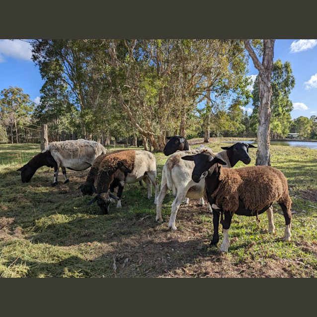 Photo of Oscar, Sweetpea, Pearl, Wahba, Dee & Mumma