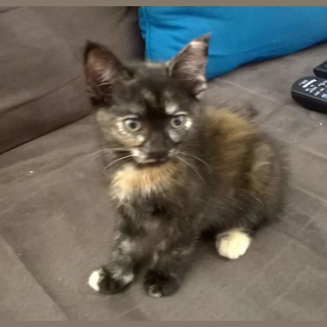 Photo of Xena