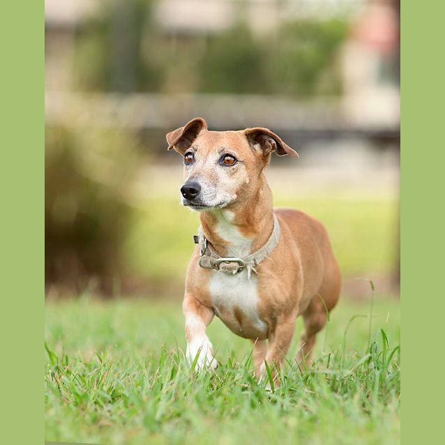 Photo of Slinky