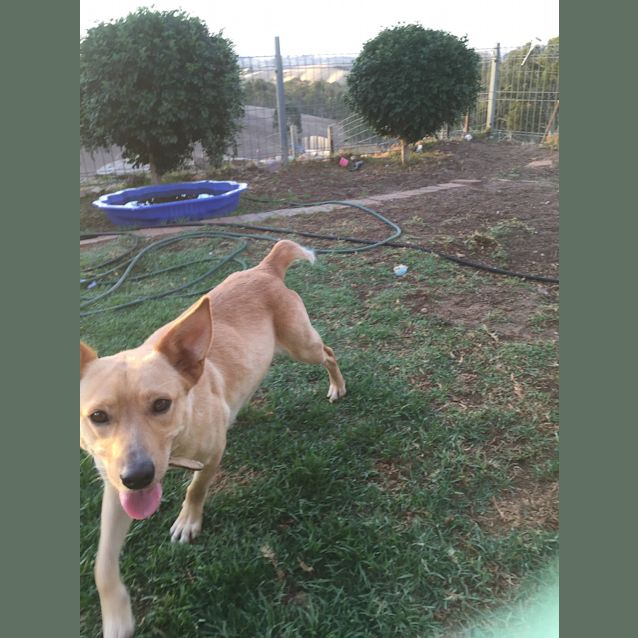 Photo of Dixie