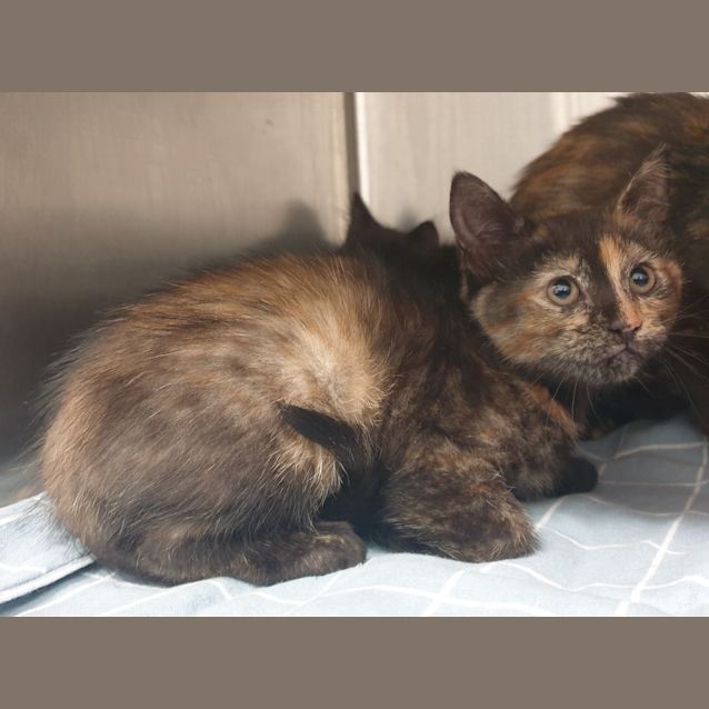 Photo of Hera