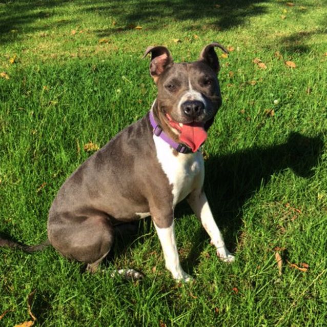 Photo of Mavis ~ 5yo 'Blue' Am Staffy (Trial 15/4/16)