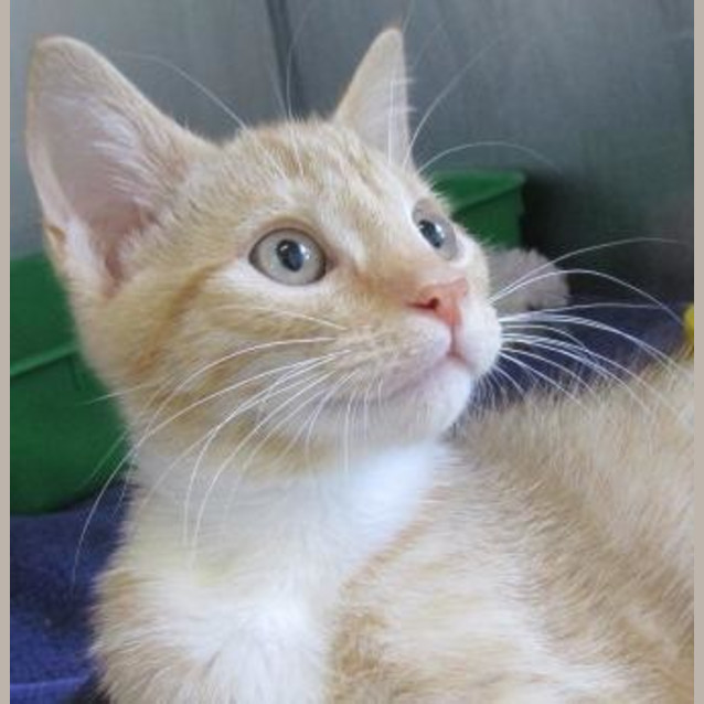 Photo of Merlot