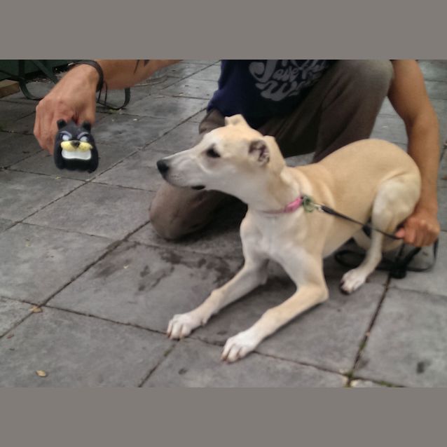 Photo of Bear Id:30528