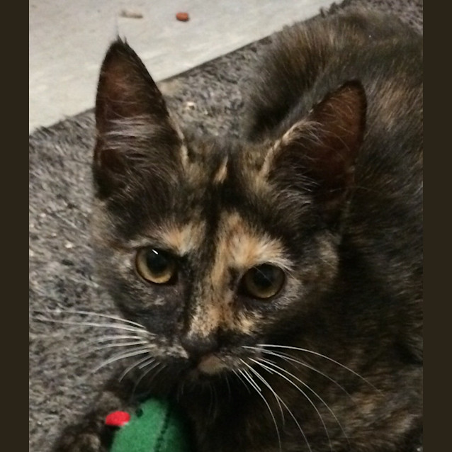 Photo of Chantily Kitten