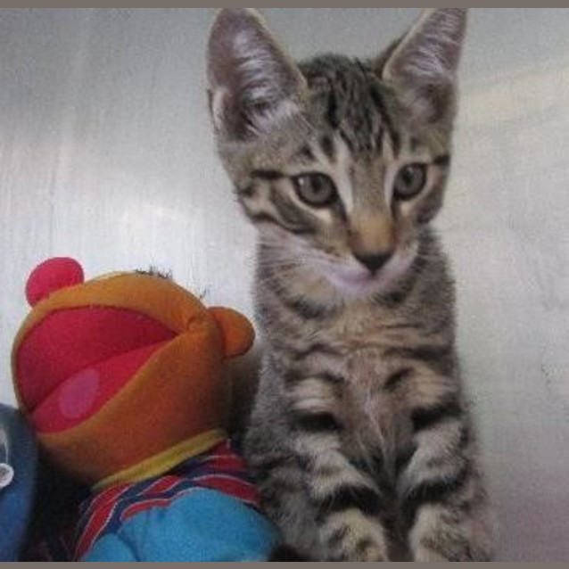 Photo of Fergus