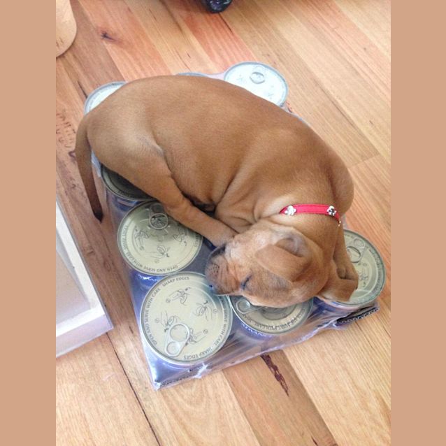 Photo of Thelma   Sweet Gentle Puppy Girl!
