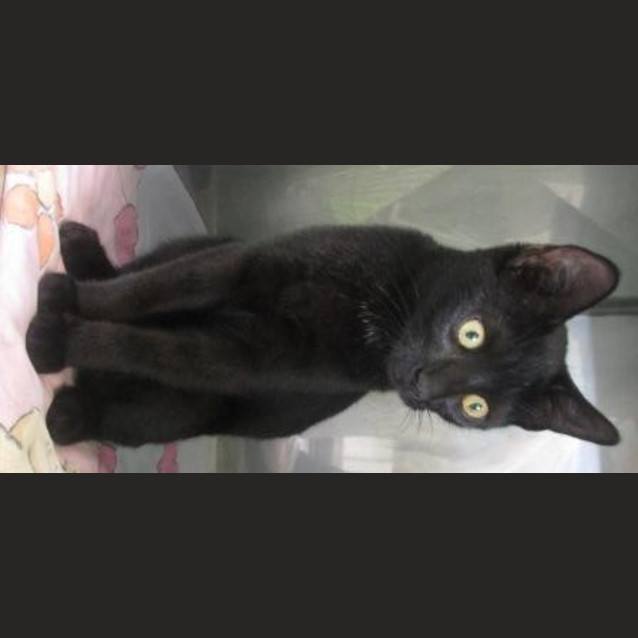 Photo of Onyx