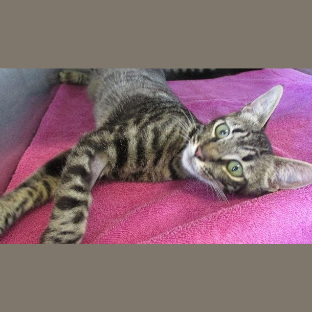 Photo of Slinky