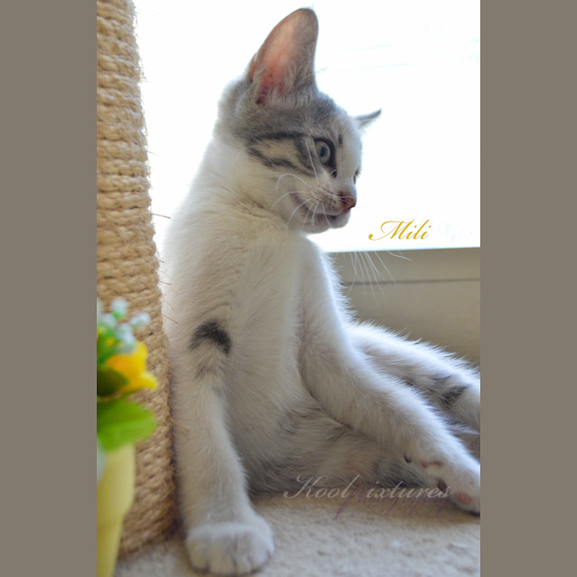 Photo of Milli 